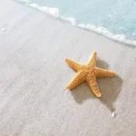 Deniz Yıldızları Hakkında Bilgiler